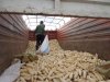 https://www.centrumnarovinu.sk/sites/default/files/imagecache/node-gallery-display/rusinga-island-2014-07-18/harvested-maize-being-loaded-into-the-lorry.JPG