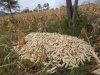 https://www.centrumnarovinu.sk/sites/default/files/imagecache/node-gallery-display/rusinga-island-2014-07-18/heap-of-harvested-maize.JPG